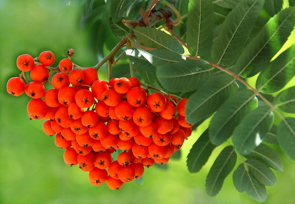 Les feuilles de Rowan sont utilisées comme compresse sur les ongles fongiques. 