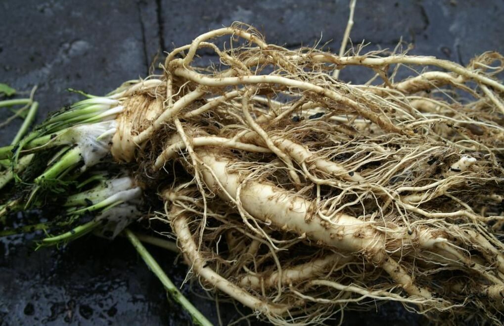 Racine de raifort contre les champignons