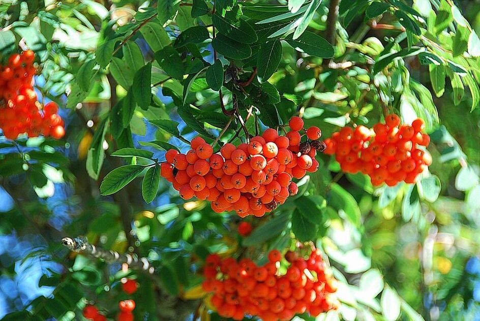 Rowan va combattre le champignon